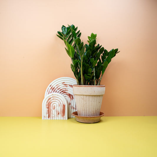 Zamioculcas Zamiifolia Midori mit dunkelgrünem, glänzendem Blattwerk – potflourri