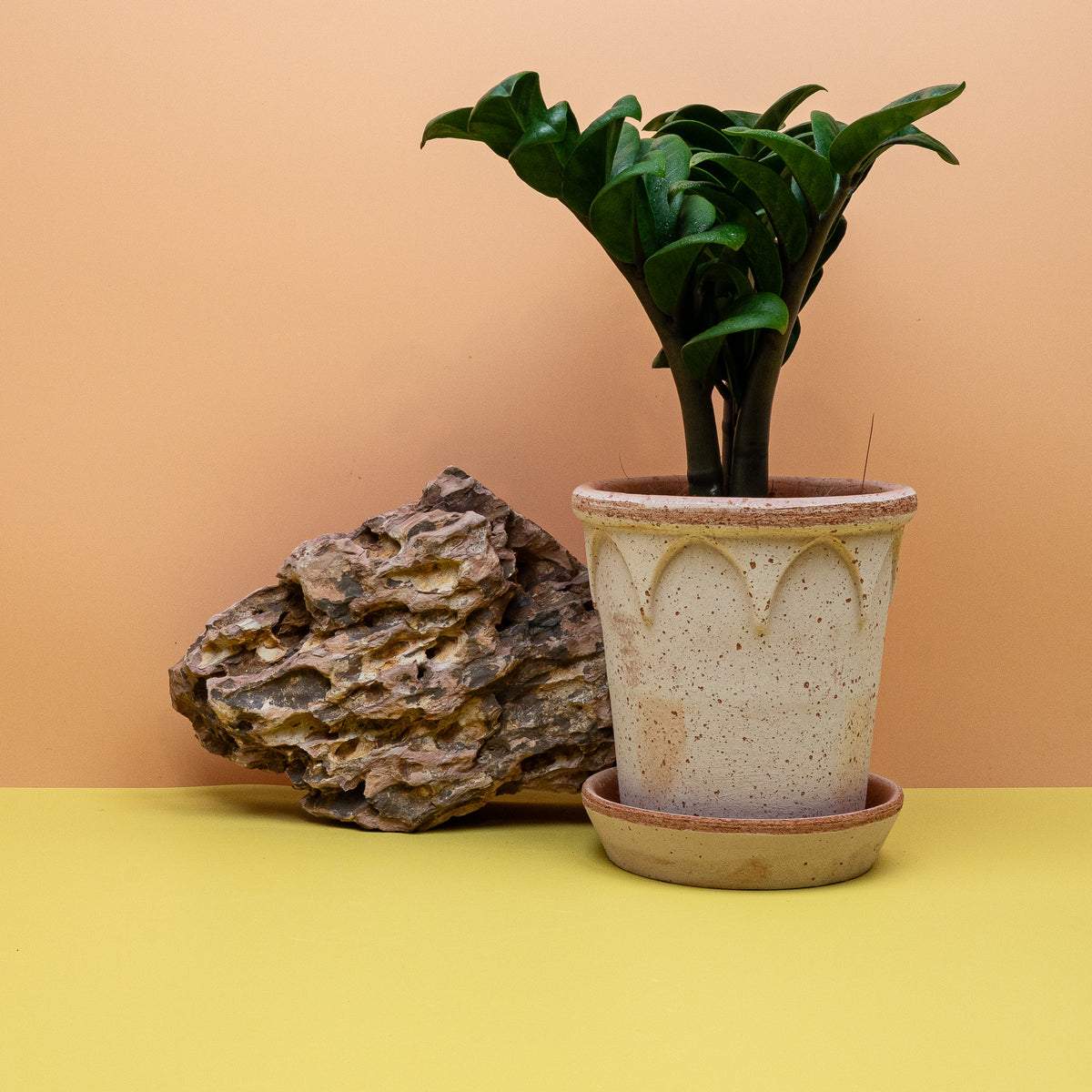 Zamioculcas Zenzi – robuste Zimmerpflanze von potflourri