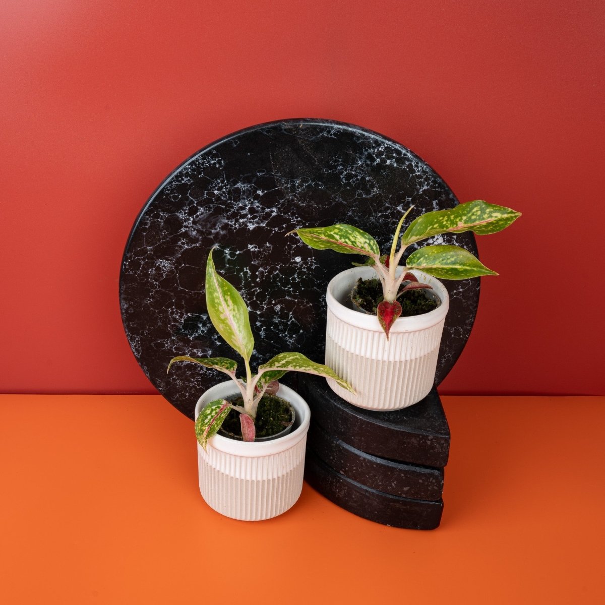 Aglaonema Night Sparkle, Gesamtansicht der Pflanze