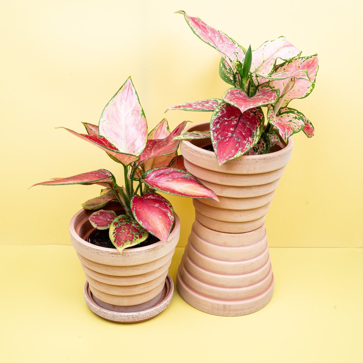Aglaonema Pink, Gesamtansicht der Pflanze