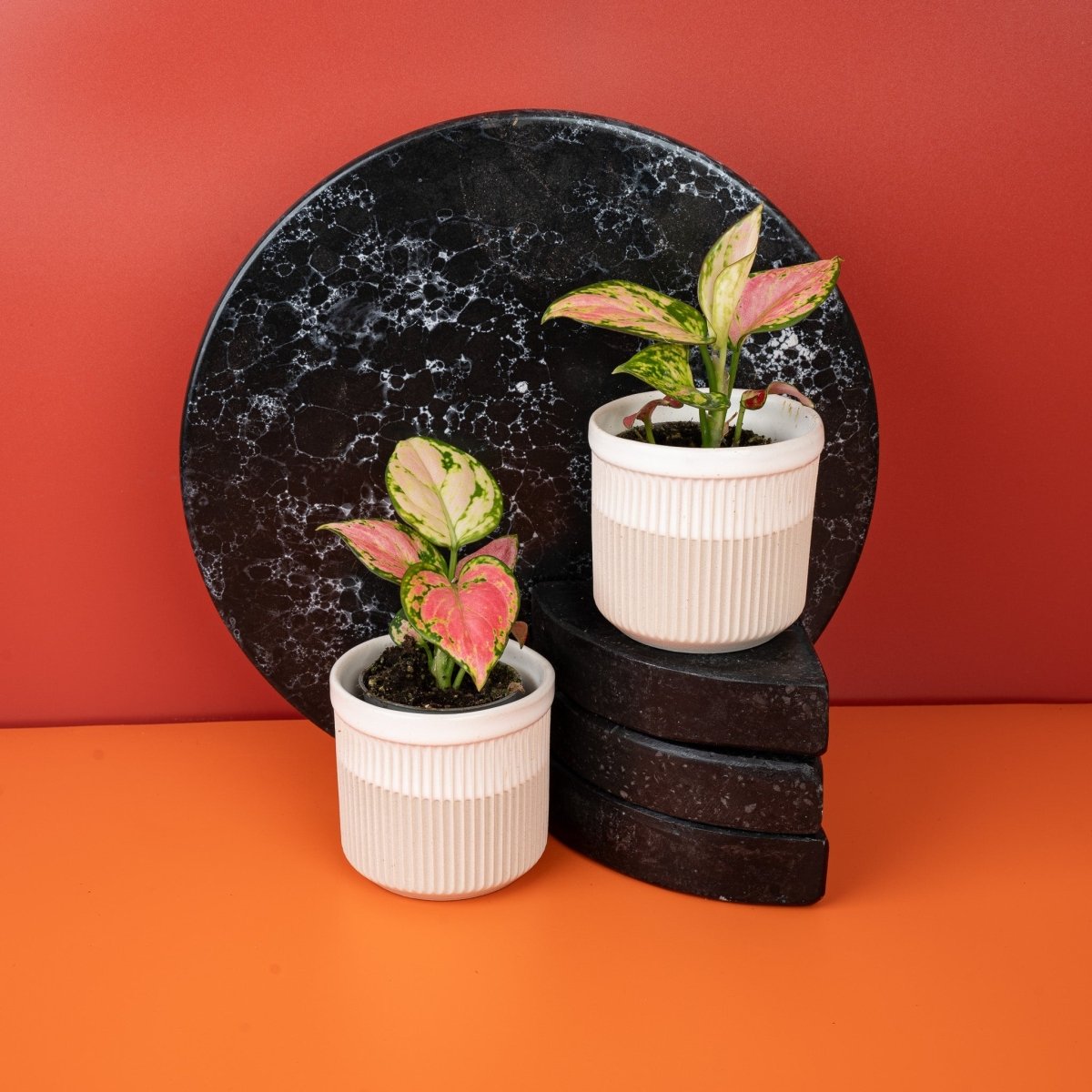 Aglaonema Red Valentine – buschiger Gesamtwuchs im Kulturtopf