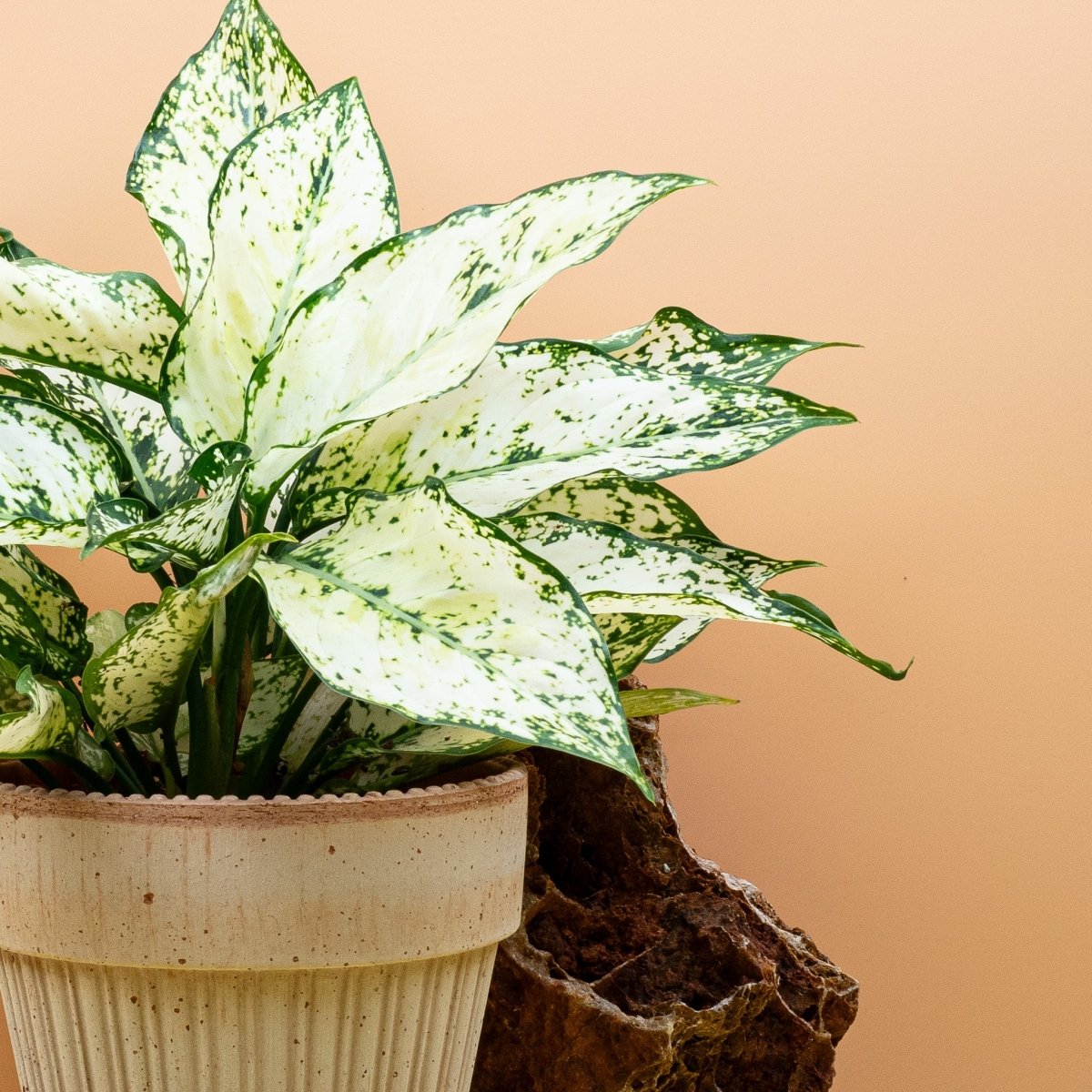 Aglaonema White Kiwi im Topf