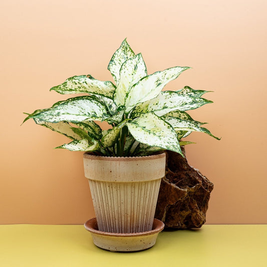 Aglaonema White Kiwi, cremeweiße Blattzeichnung – potflourri