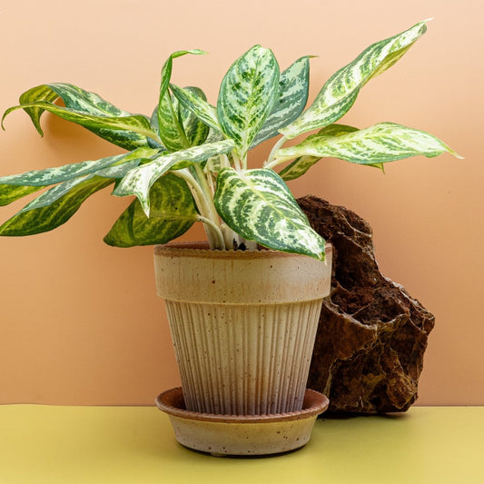 Aglaonema Zebra, kontrastreiches Streifenmuster – potflourri