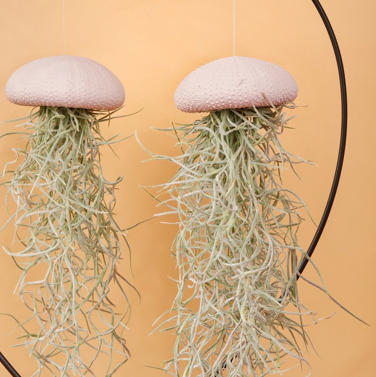 Airplant Holder Heart Black – Ansicht 10