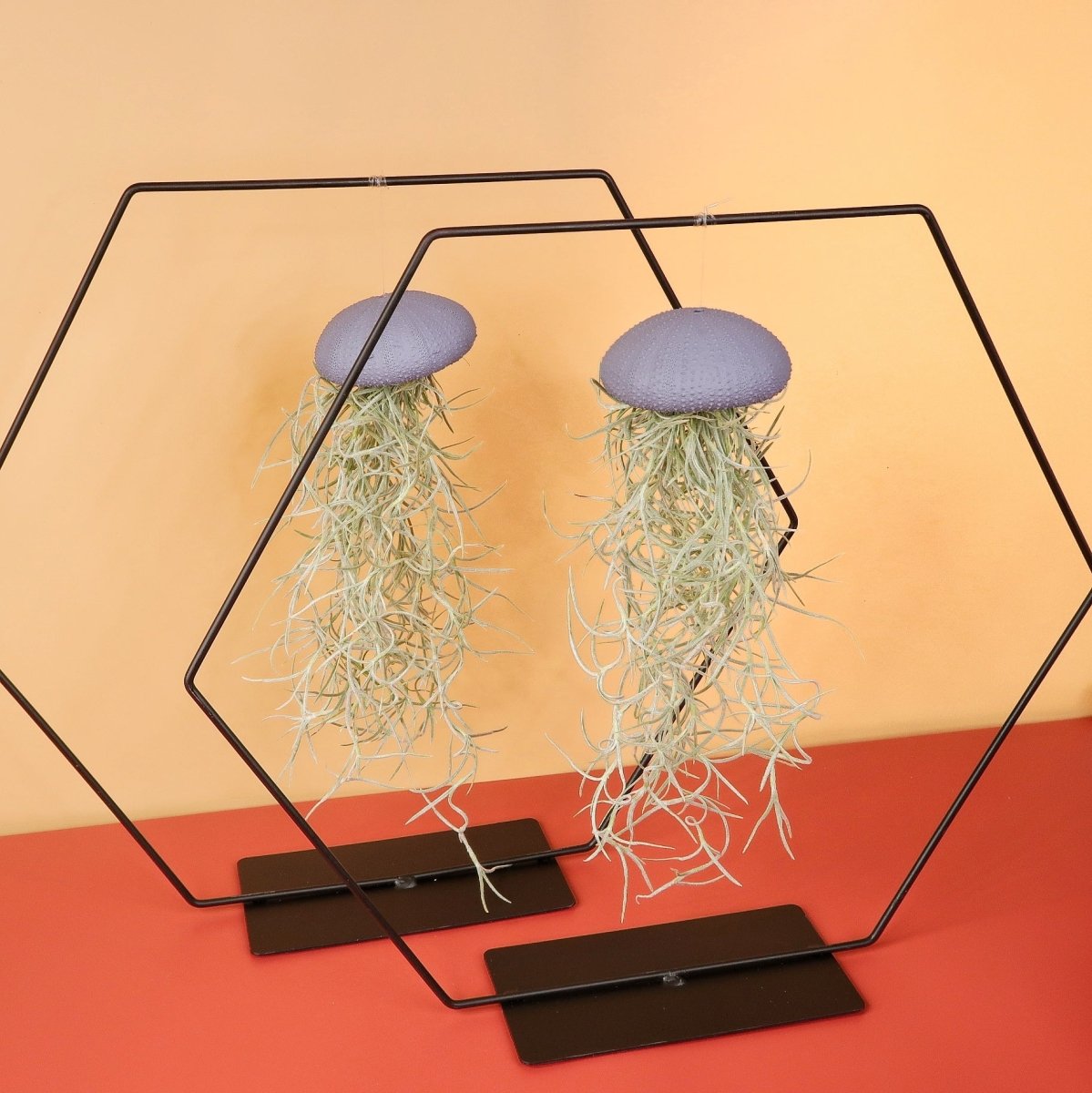 Airplant Holder Hexagon Black – Ansicht 10