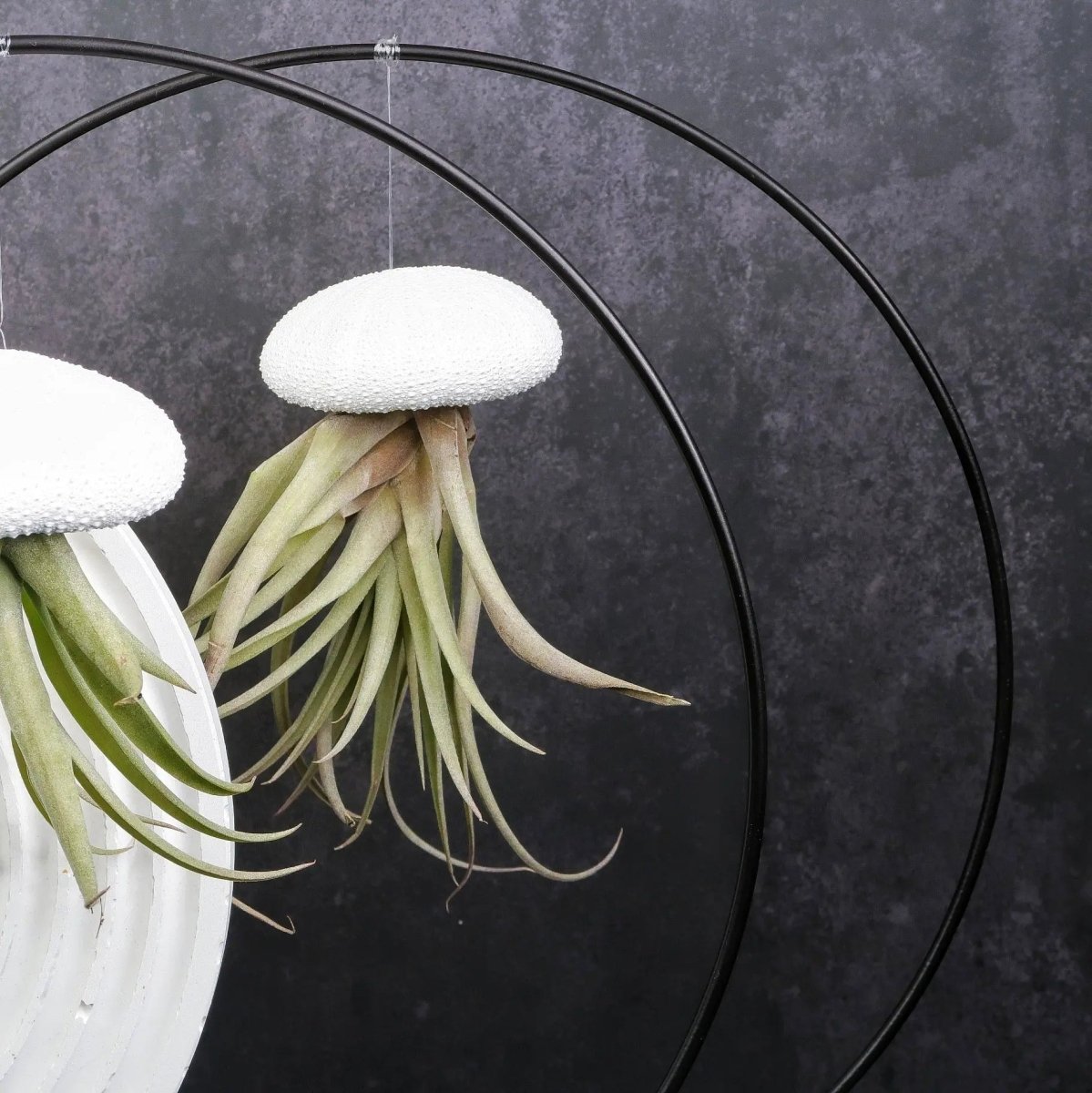 Airplant Holder Ring Black – Ansicht 10