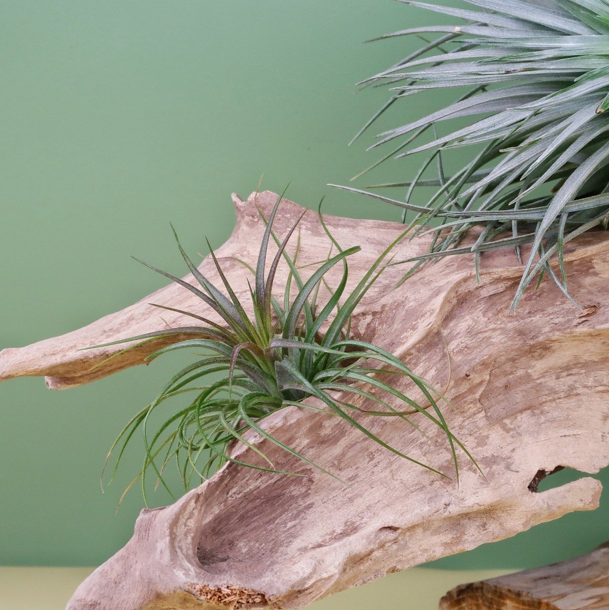 Airplant Holder Root Narvjk – Ansicht 8
