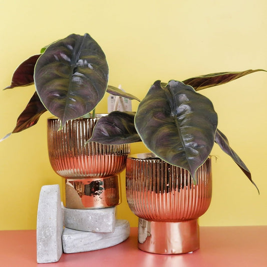 Alocasia Azlanii – seltene Zimmerpflanze mit metallischem Schimmer von potflourri