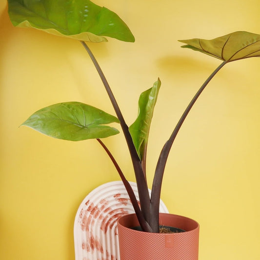 Alocasia Black Cobra – Zimmerpflanze mit fast schwarzen Blättern – potflourri