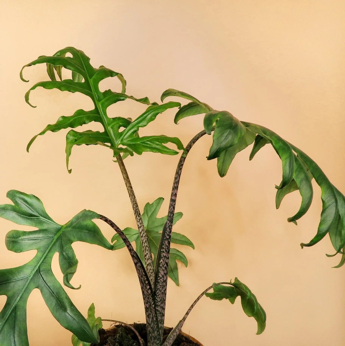 Seltene Alokasie Brancifolia Pink Passion für Sammler