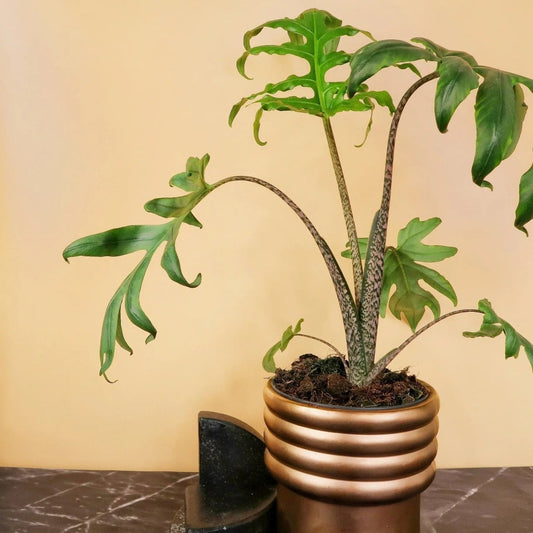 Alocasia Brancifolia Pink Passion – seltene Zimmerpflanze mit pinken Stielen von potflourri