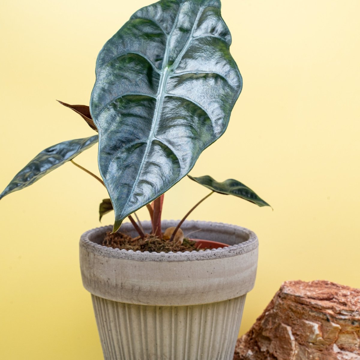 Alocasia Chantrieri, Gesamtansicht der Pflanze