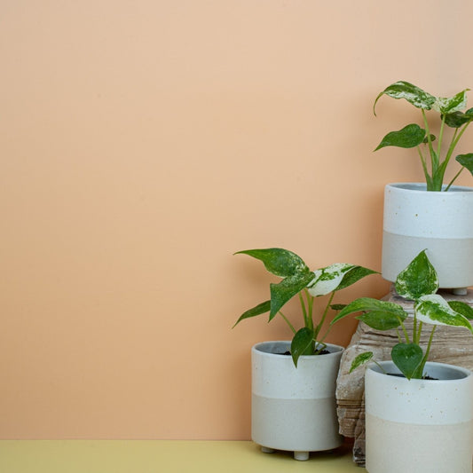 Alocasia Cucullata Variegata, cremeweiße Panaschierung – potflourri