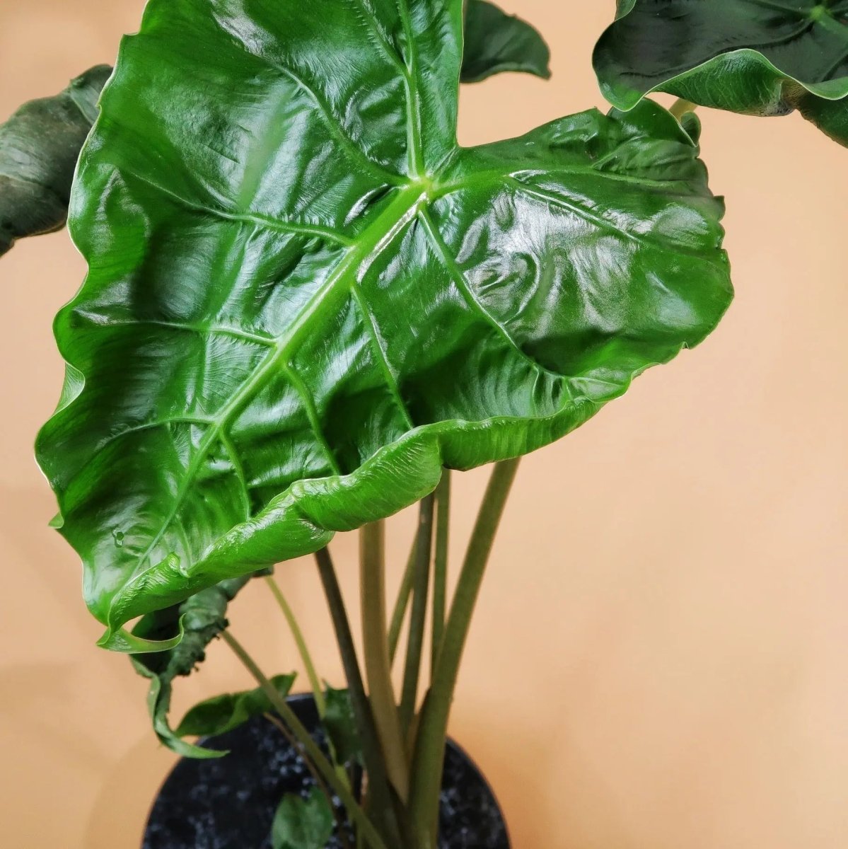 Alocasia Dragon Tail – elegant geschwungene, schmale Blätter