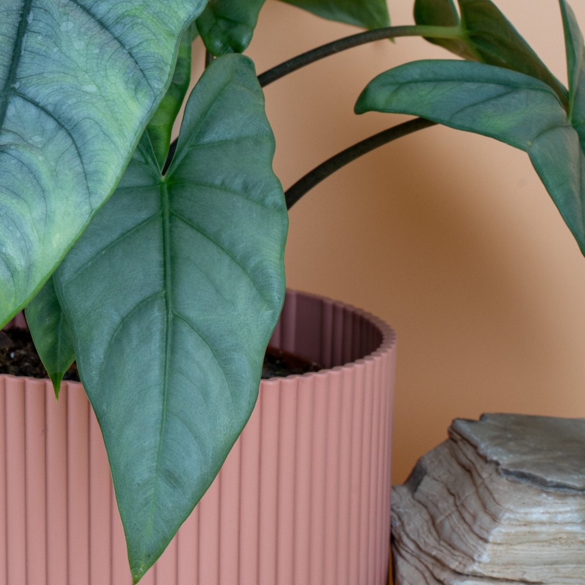 Alocasia Heterophylla Dragon Breath, Detailaufnahme – Ansicht 13