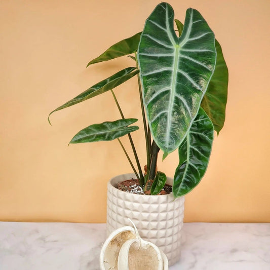 Alocasia Longiloba – Zimmerpflanze mit länglichen Blättern – potflourri