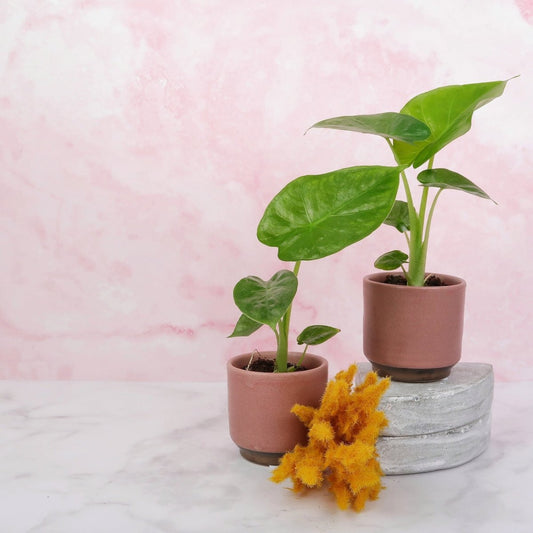 Alocasia Macrorrhiza – großblättrige Zimmerpflanze – potflourri