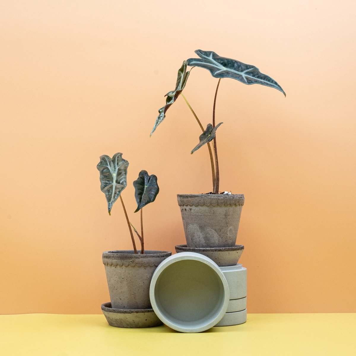 Alocasia Nobilis, Gesamtansicht der Pflanze