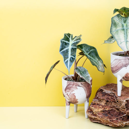 Alocasia Polly Variegata, cremeweiße bis mintfarbene Panaschierung – potflourri