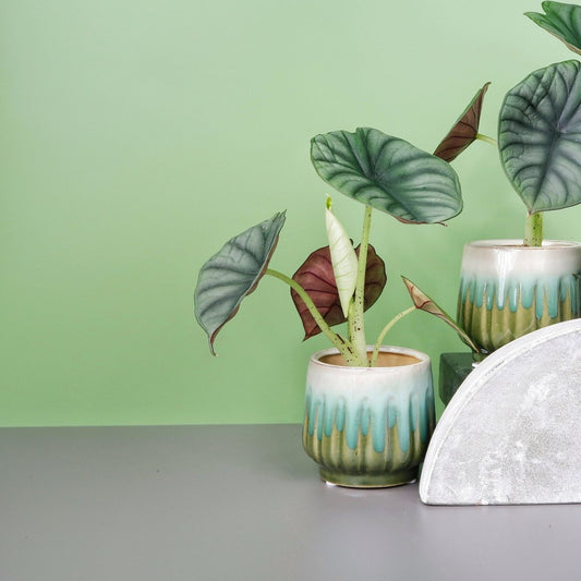 Alocasia Silver Nebula – Zimmerpflanze mit silbriger Optik – potflourri