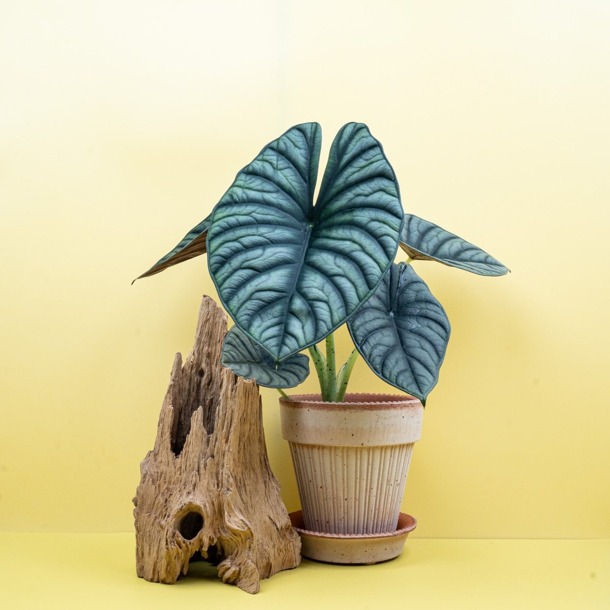 Alocasia Silver Nebula – dunkelgrüne Blattadern auf silbrigem Grund – potflourri