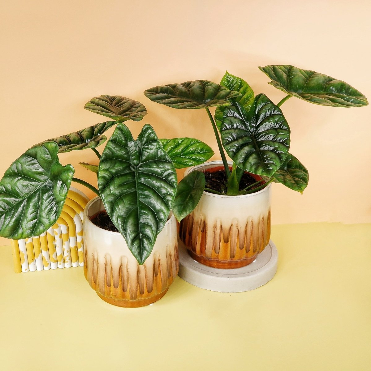 Alocasia Sinuata – tropische Eleganz