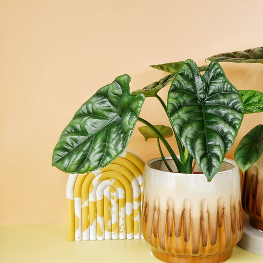 Alocasia Sinuata – Zimmerpflanze mit glänzender Blattoberfläche – potflourri