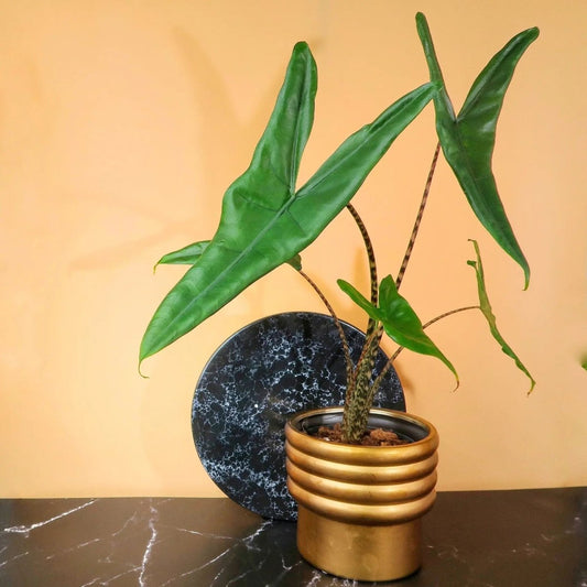 Alocasia Tigrina – Zimmerpflanze mit pfeilförmigen Blättern – potflourri