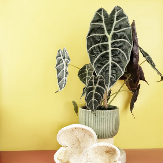 Alocasia Watsoniana – Zimmerpflanze mit plastischer Blattstruktur – potflourri