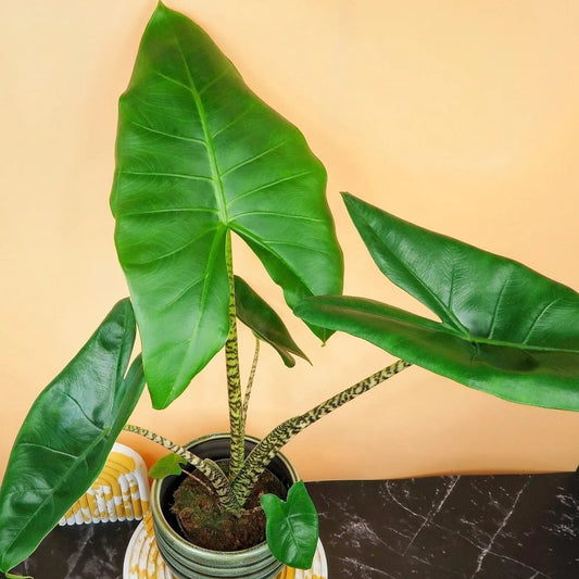 Alocasia Zebrina Little – kompakte Zimmerpflanze – potflourri