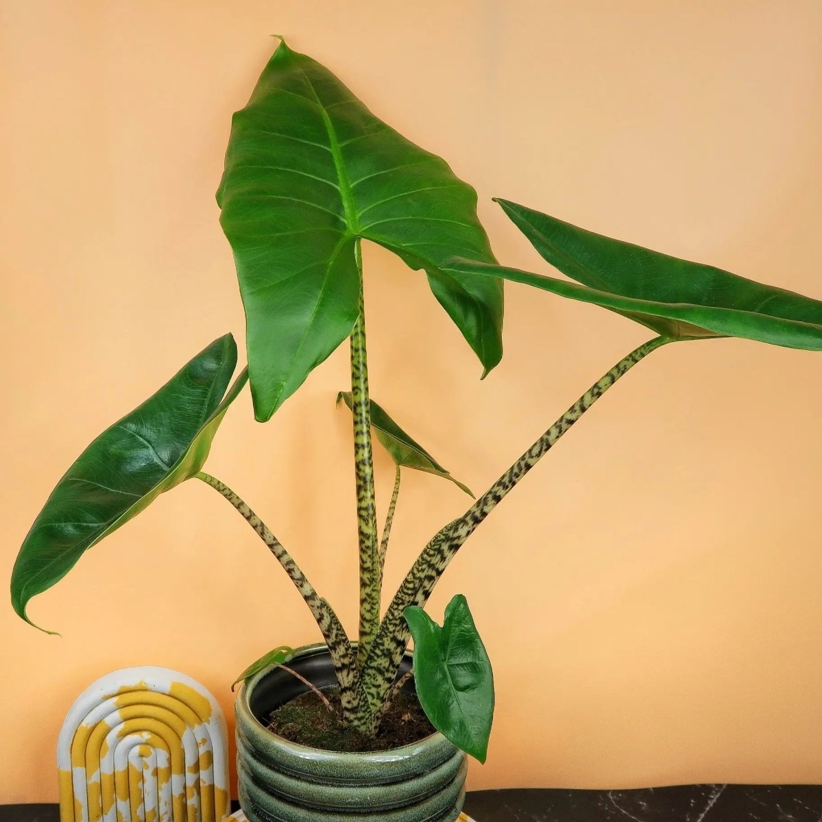 Kompakte Alocasia Zebrina Little – kleine Schwester der Zebrina
