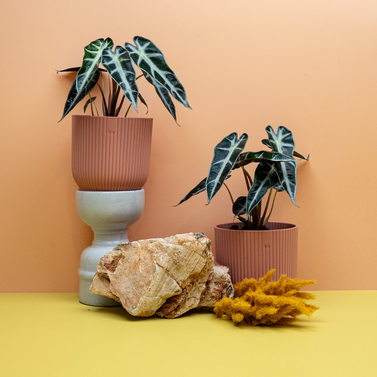 ALOCASIA BAMBINO