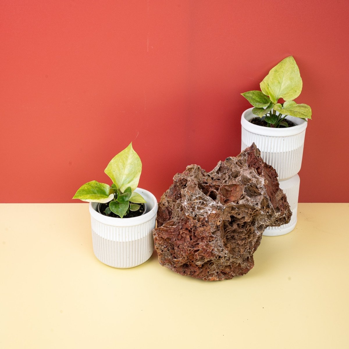 Anthurium Bonplandii Variegata, Gesamtansicht der Pflanze