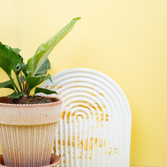 Anthurium Hookeri, große Blätter mit Wellenstruktur – potflourri