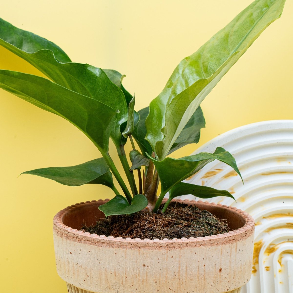 Anthurium Hookeri, Gesamtansicht der Pflanze