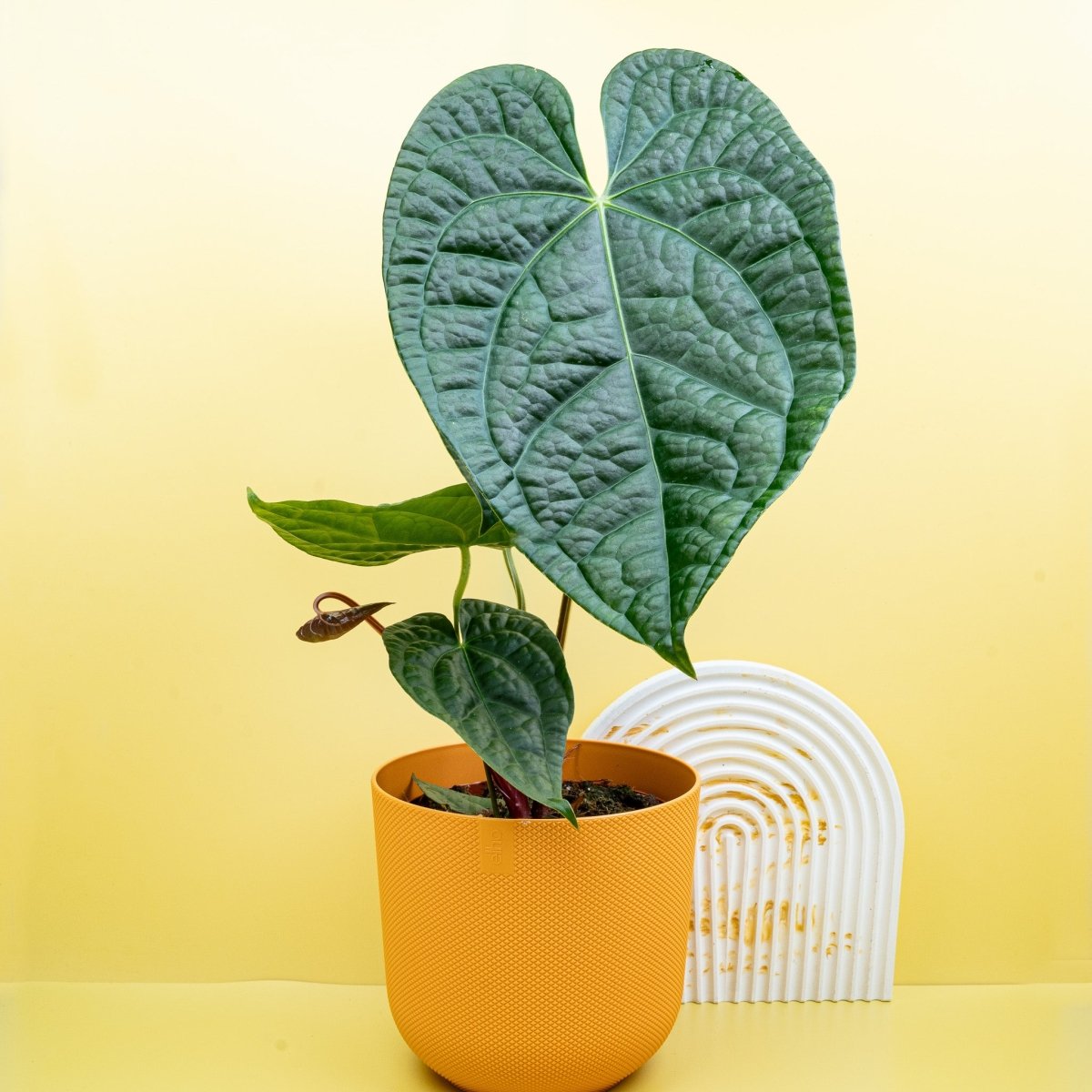 Anthurium Magnificum x Luxurians – Ansicht 11
