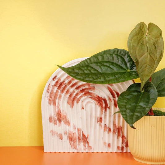 Anthurium Magnificum x Luxurians – Hybride mit samtigen Blättern – potflourri