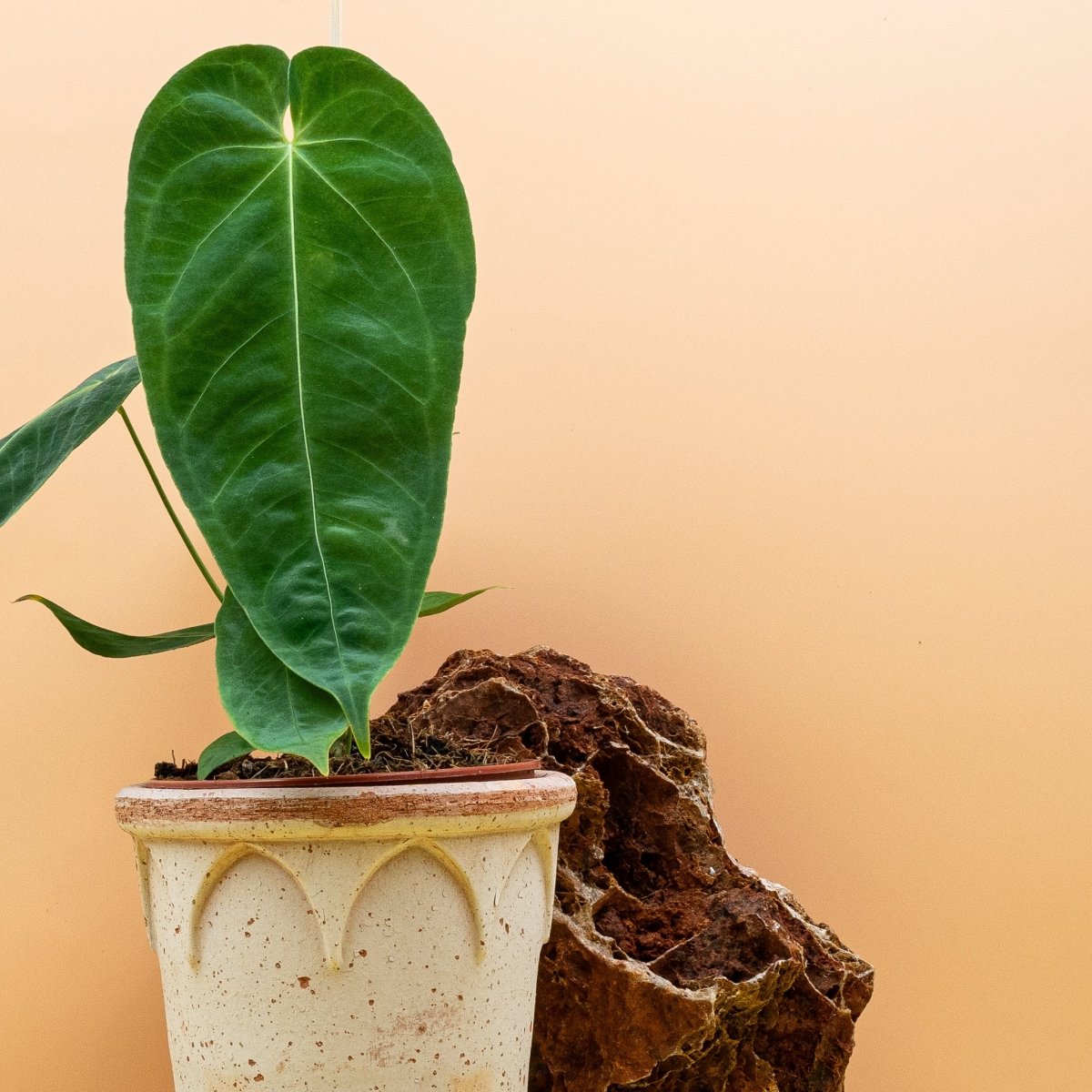 Anthurium Queremalense im Topf
