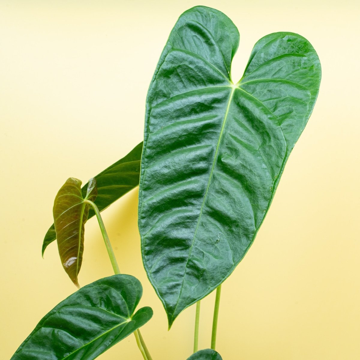 Anthurium Recavum, Gesamtansicht der Pflanze