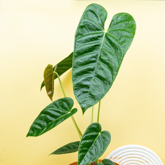 Anthurium Recavum, dunkelgrüne ledrige Blätter – potflourri