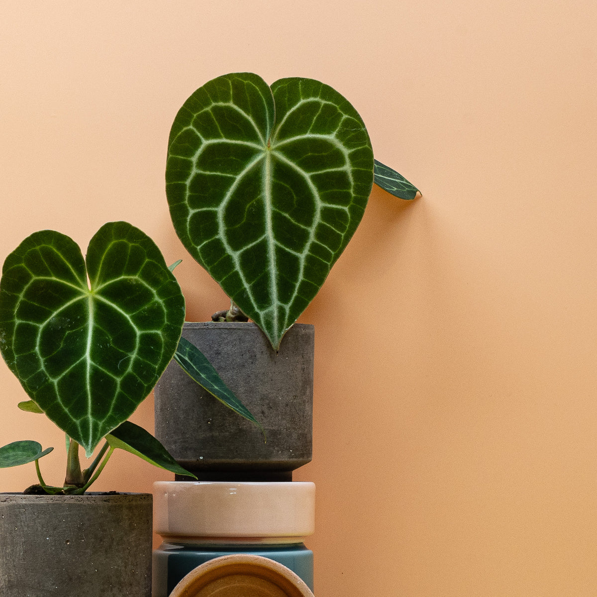 ANTHURIUM CLARINERVIUM