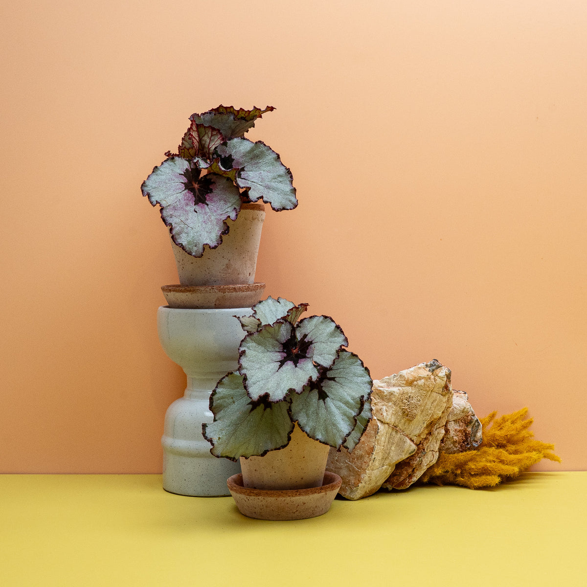 Begonia Rex Spirit of Java Größe XS, silbrige Blattschmuck-Begonie