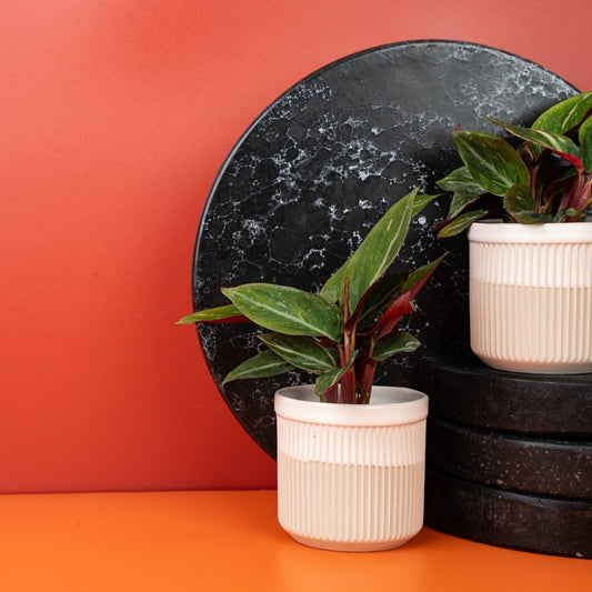 Calathea Magic Star, dunkelgrüne Blätter mit filigraner Zeichnung – potflourri
