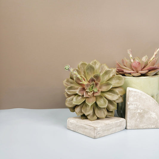 Echeveria Mina – Sukkulente mit intensiver Blattfärbung – potflourri