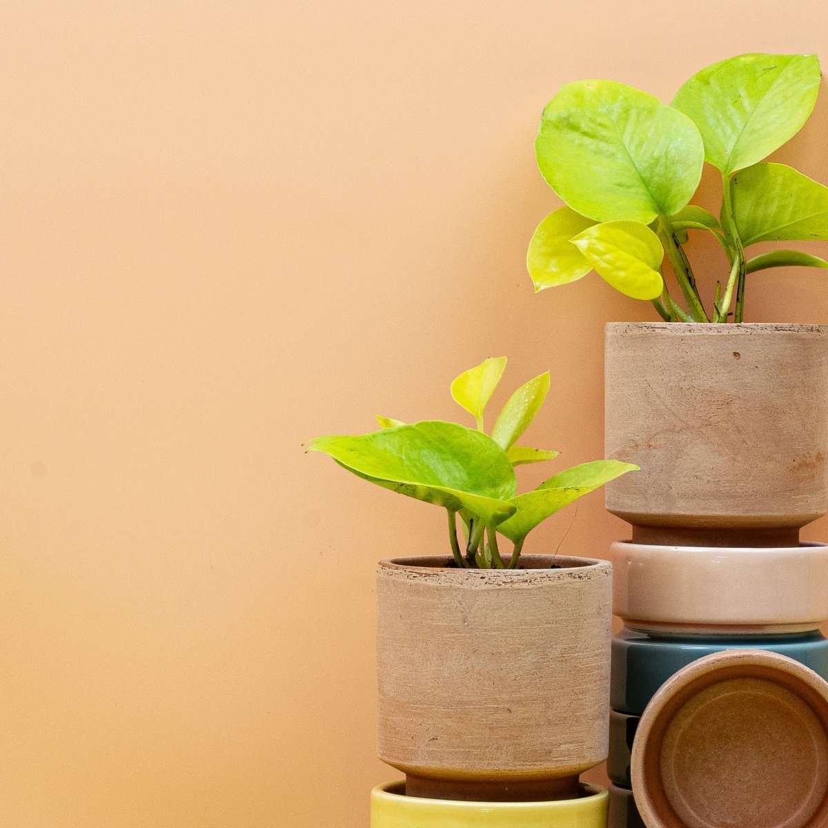 Epipremnum Golden Pothos, Efeutute mit gold-grün panaschiertem Laub – potflourri