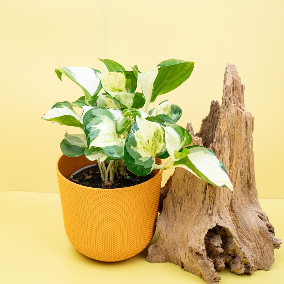 Epipremnum Manjula Apple, Gesamtansicht der Pflanze