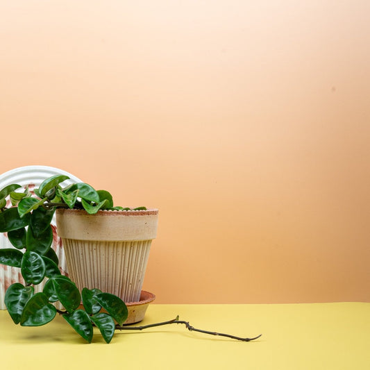 Hoya Carnosa Krinkle – Wachspflanze aus Nordaustralien – potflourri