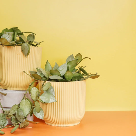 Hoya Krohniana Eskimo – Wachsblume mit hellen Blättern – potflourri