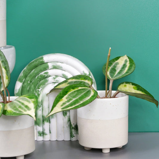 Hoya Macrophylla Variegata – Wachsblume mit creme-goldenem Relief – potflourri